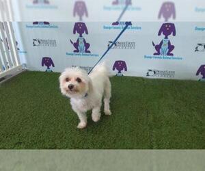 Maltese Dogs for adoption in Orlando, FL, USA