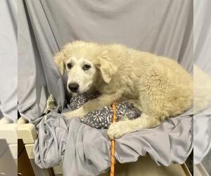 Great Pyrenees Dogs for adoption in Modesto, CA, USA
