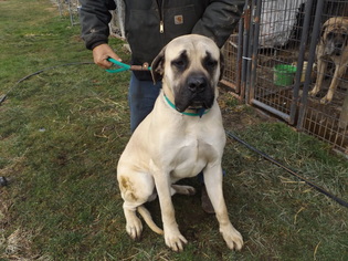 Mastiff Dogs for adoption in Zaleski, OH, USA