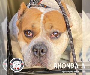 Bulldog-Unknown Mix Dogs for adoption in Newfield, NJ, USA