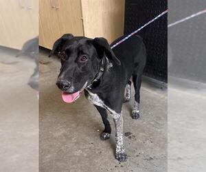 German Shorthaired Lab Dogs for adoption in Camarillo, CA, USA