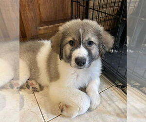 Great Pyrenees-Unknown Mix Dogs for adoption in Plymouth, MN, USA