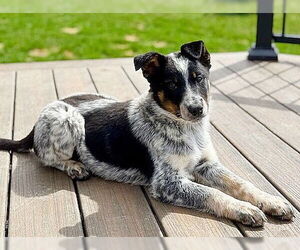 Australian Shepherd-Unknown Mix Dogs for adoption in Genesee, WI, USA