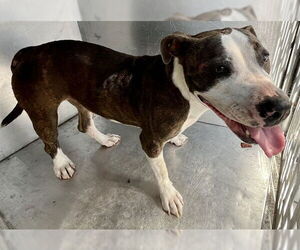 American Staffordshire Terrier-Unknown Mix Dogs for adoption in Waco, TX, USA