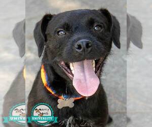 Mutt Dogs for adoption in Kennesaw, GA, USA