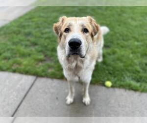 Great Pyrenees Dogs for adoption in Tulsa, OK, USA