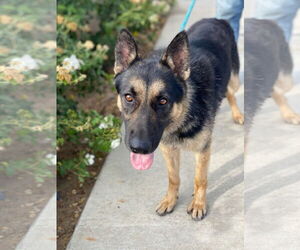 German Shepherd Dog Dogs for adoption in Newport Beach, CA, USA