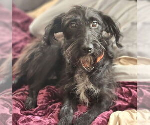 Mutt Dogs for adoption in Walnutport, PA, USA