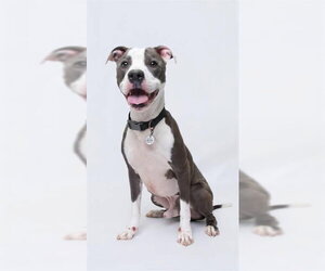Mutt Dogs for adoption in Rockville, MD, USA