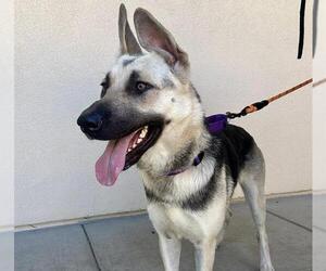 German Shepherd Dog Dogs for adoption in Martinez, CA, USA