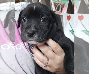 Labrador Retriever-Unknown Mix Dogs for adoption in New London, WI, USA