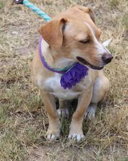 Doxle Dogs for adoption in Lytle, TX, USA