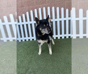 Siberian Husky-Unknown Mix Dogs for adoption in Modesto, CA, USA