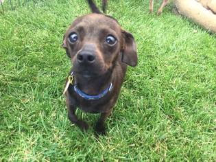 Chiweenie Dogs for adoption in Vacaville, CA, USA