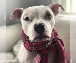 Bullypit Dogs for adoption in Minneapolis, MN, USA