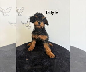 Mutt Dogs for adoption in Studio City, CA, USA