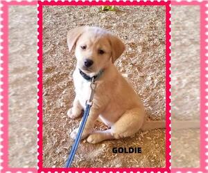 Golden Labrador Dogs for adoption in Granbury, TX, USA