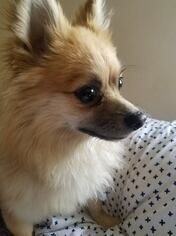 Pomeranian Dogs for adoption in Crystal, MN, USA