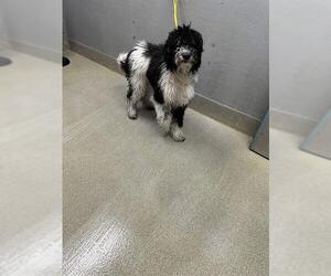 Portuguese Water Dog-Unknown Mix Dogs for adoption in Las Vegas, NV, USA