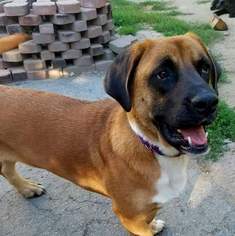 Basset Hound-Mastiff Mix Dogs for adoption in Hopewell Junction, NY, USA