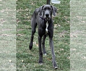 Great Dane Dogs for adoption in LAKE ST LOUIS, MO, USA