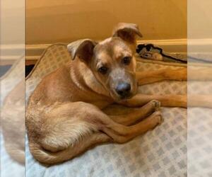 Mutt Dogs for adoption in byhalia, MS, USA