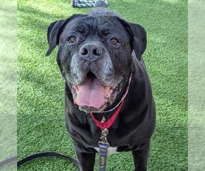 Mutt Dogs for adoption in Las Vegas, NV, USA