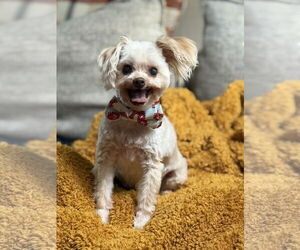 Maltipoo Dogs for adoption in Phoenix, AZ, USA