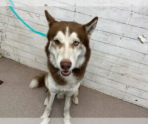 Siberian Husky Dogs for adoption in San Bernardino, CA, USA