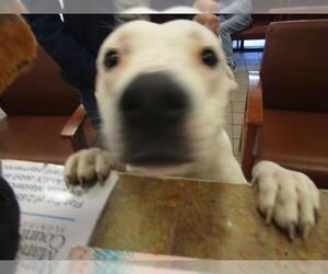 American Staffordshire Terrier-Unknown Mix Dogs for adoption in Ocala, FL, USA