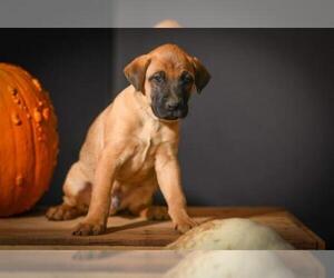 Chinese Shar-Pei-Labrador Retriever Mix Dogs for adoption in Bellbrook, OH, USA