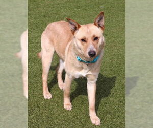 Labrador Retriever-Shiba Inu Mix Dogs for adoption in Rockaway, NJ, USA