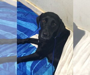 Labrador Retriever-Unknown Mix Dogs for adoption in Linton, IN, USA