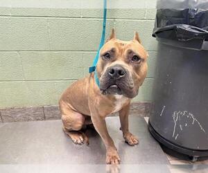 American Bulldog-Unknown Mix Dogs for adoption in Grand Prairie, TX, USA