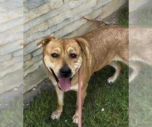 American Pit Bull Terrier-Unknown Mix Dogs for adoption in Sacramento, CA, USA