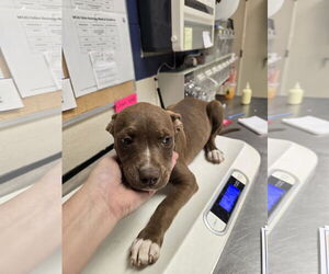 American Pit Bull Terrier-Unknown Mix Dogs for adoption in Conroe, TX, USA