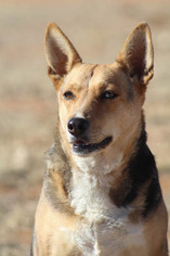 Catahoula Leopard Dog Dogs for adoption in Scottsdale, AZ, USA