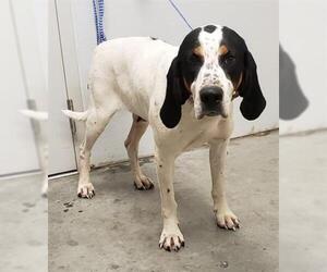 Treeing Walker Coonhound Dogs for adoption in Rosenberg, TX, USA