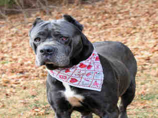 Mastiff Dogs for adoption in Westminster, MD, USA