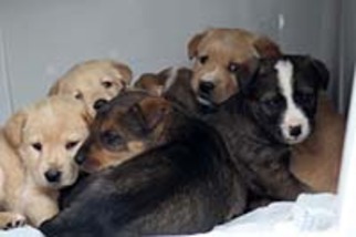 Australian Retriever Dogs for adoption in Chantilly, VA, USA