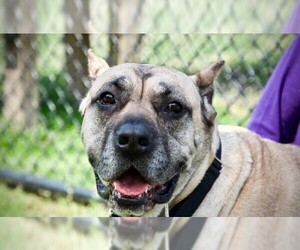 Presa Canario Dogs for adoption in Rowayton, CT, USA