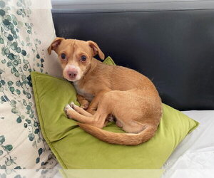 Chihuahua-Unknown Mix Dogs for adoption in Salt Lake City, UT, USA