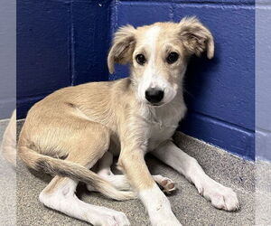 Labrador Retriever-Unknown Mix Dogs for adoption in Sterling, MA, USA