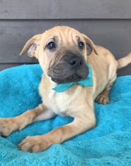 Ori-Pei Dogs for adoption in Raytown, MO, USA