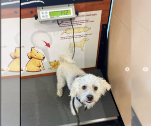 Poodle (Miniature)-Unknown Mix Dogs for adoption in Pacifica, CA, USA