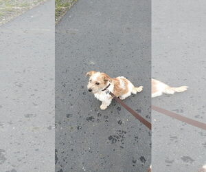 Mutt Dogs for adoption in Woodland, CA, USA