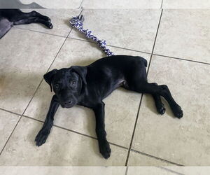 Labrador Retriever-Unknown Mix Dogs for adoption in Virginia Beach, VA, USA