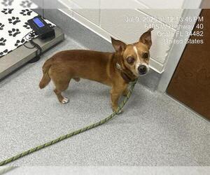 Chihuahua-Unknown Mix Dogs for adoption in Ocala, FL, USA