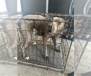 American Pit Bull Terrier Dogs for adoption in Houston, TX, USA