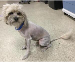Mutt Dogs for adoption in Riverside, CA, USA